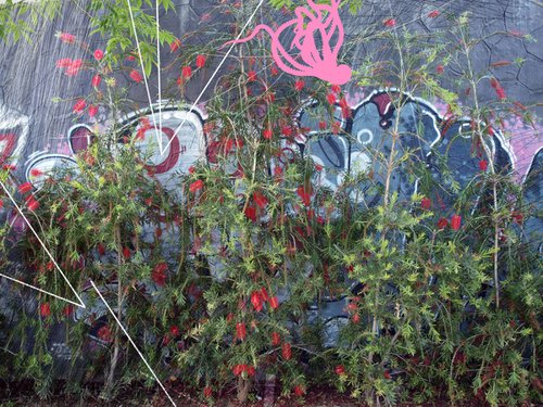 Urban flower decay (III) by Catalin Ilinca