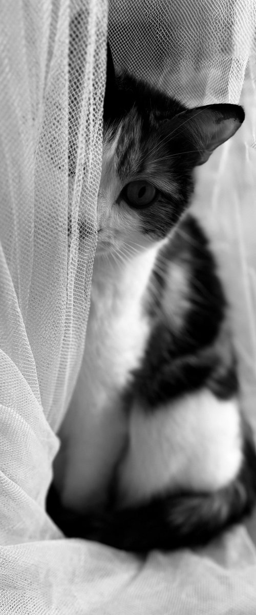 Calico by Nektaria Thalia