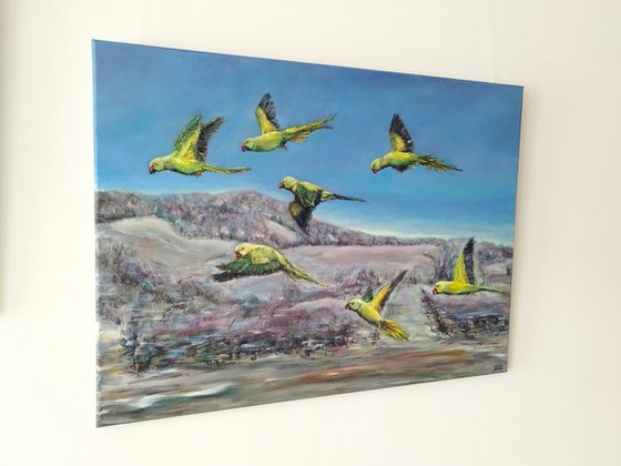 Rose-ringed Parakeets