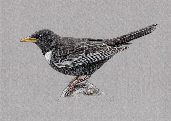 Ring ouzel