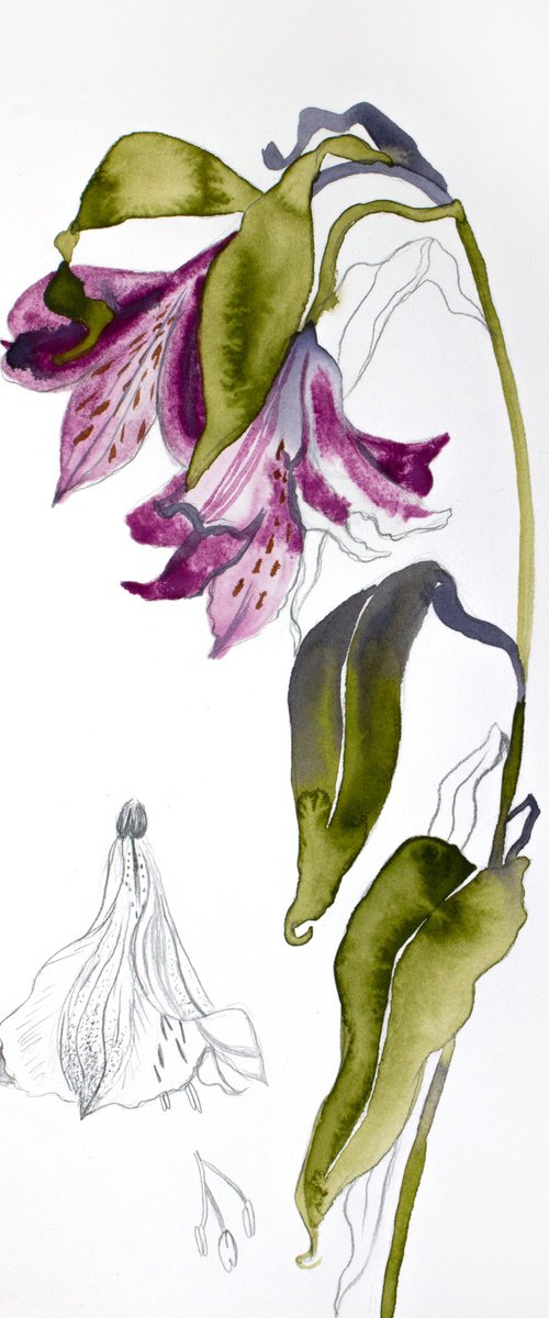 Lilies No. 12 by Elizabeth Becker