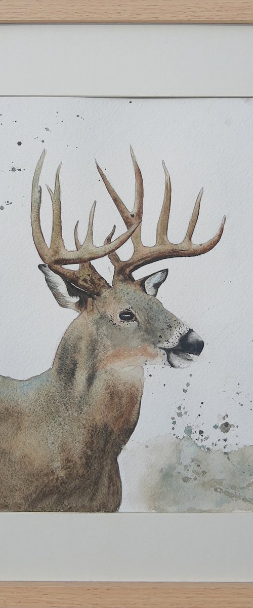 Deer. Deer antlers. Horn by Yuliia Sharapova