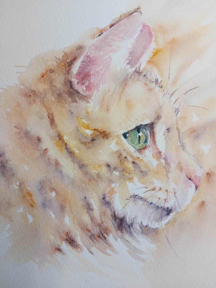 Cat portrait by Sue  Green