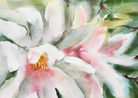 Magnolia