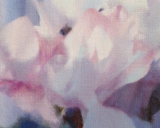 Cyclamen by the window