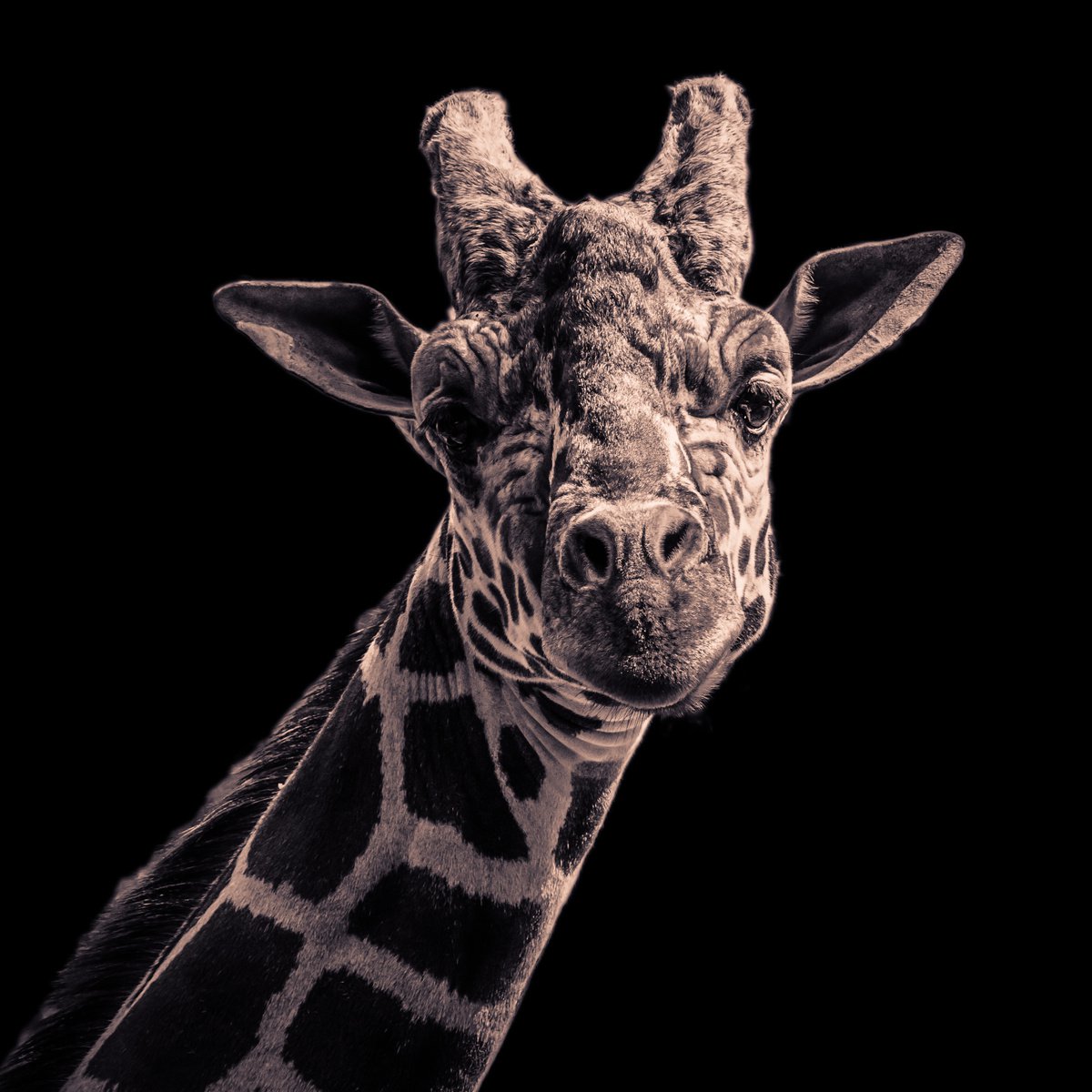 Giraffe by Vlad Durniev