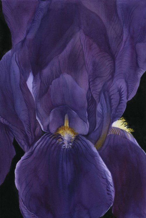 50 shades of purple by Alfred  Ng