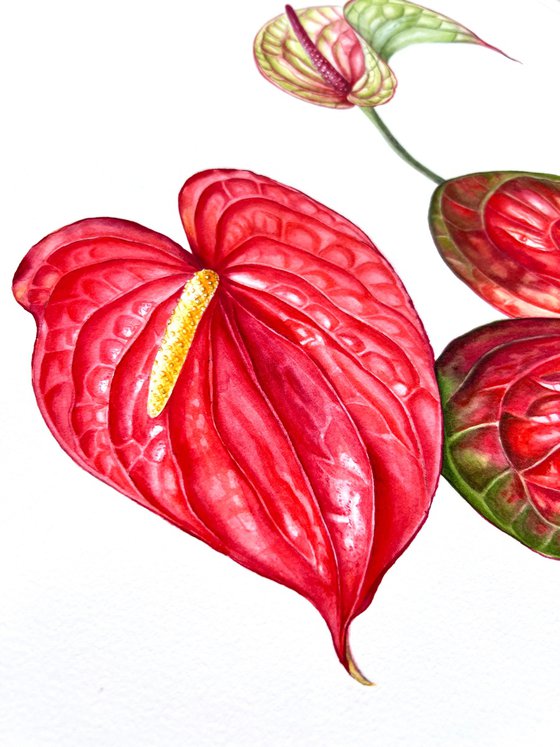 Anthuriums.