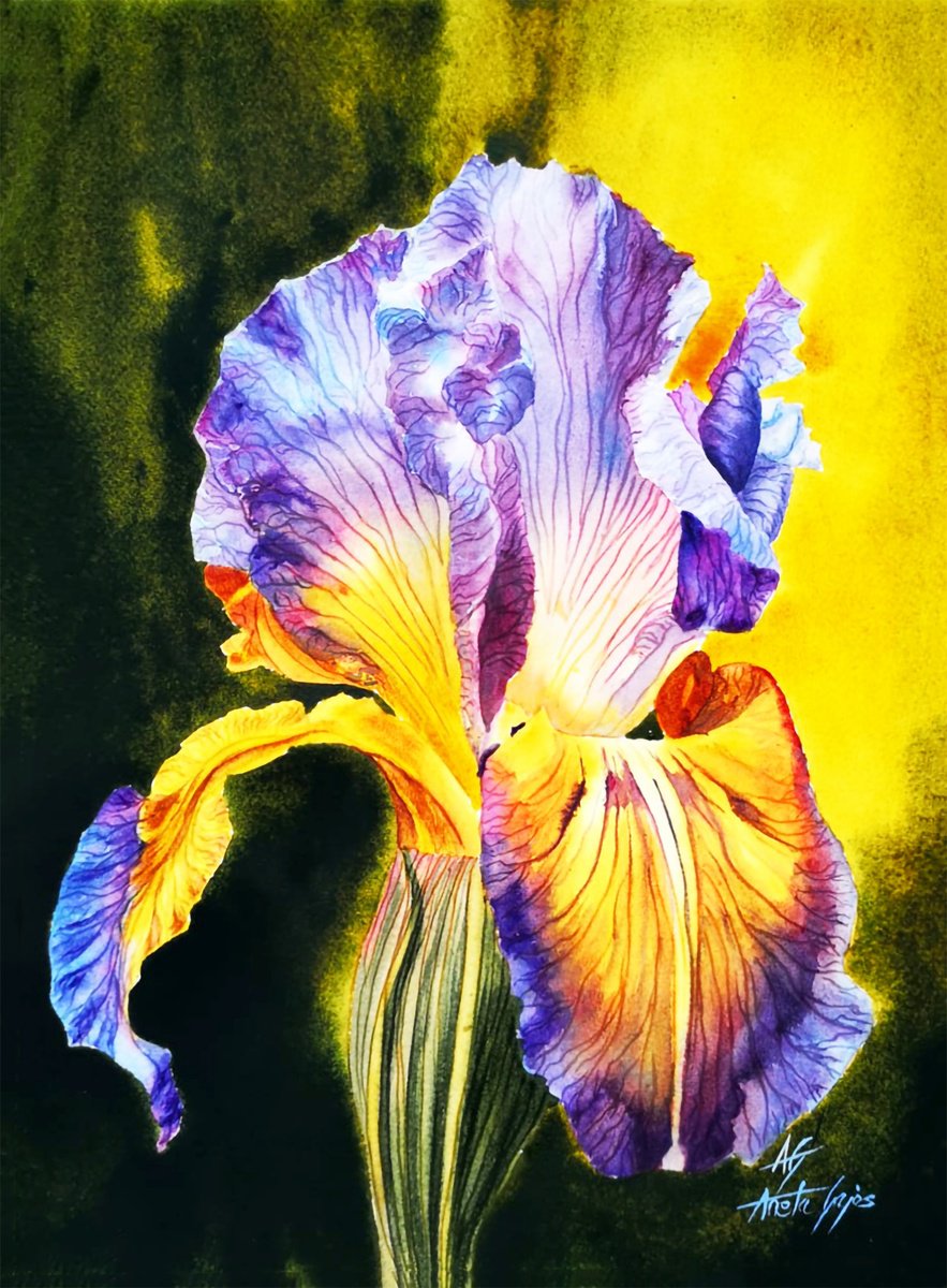 Impressionistic Botanical Watercolour By Aneta Gajos, 12 X 17, Iris, Original Artwork