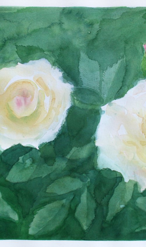 Roses by Salana Art / Svetlana Samovarova