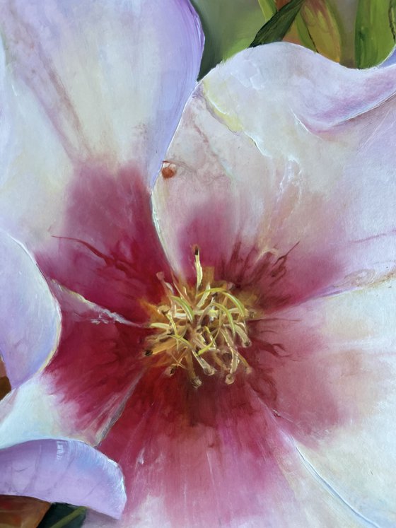 Hybrid rose Dog-rose