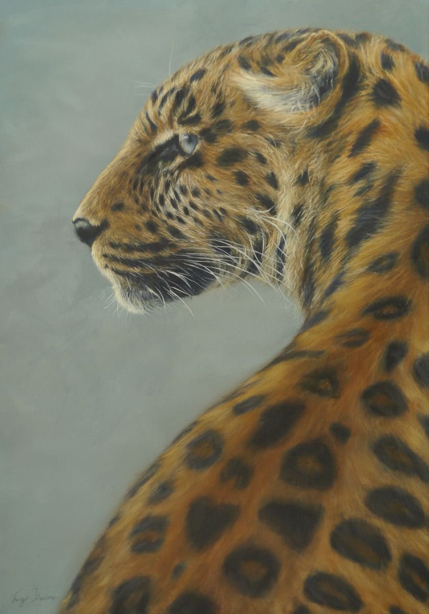 leopard by Tony Berriman