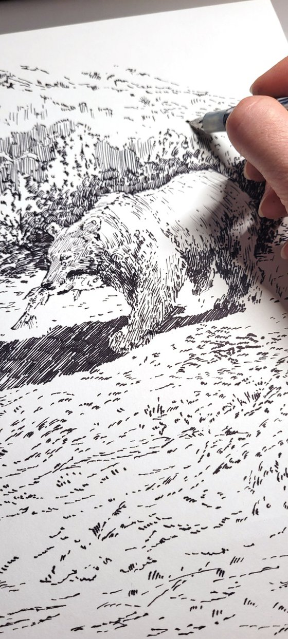 A Bear Fishing