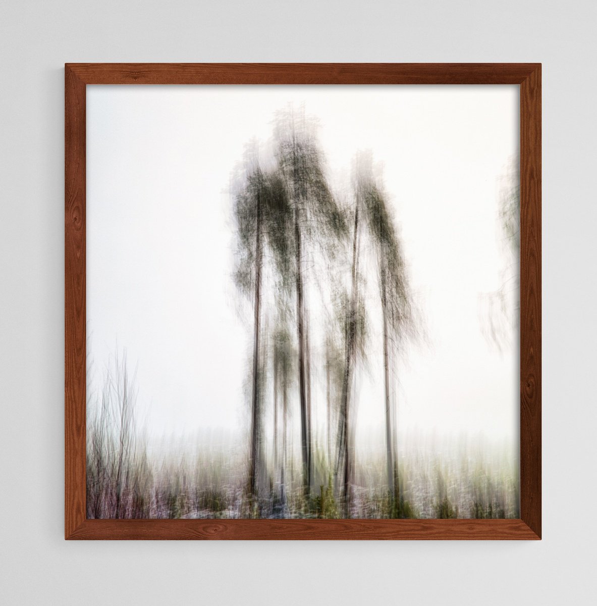 Abstract Landscape Photograph By Karim Carella, 21 X 21", Pines In The Mist - Rth, Original Artwork
