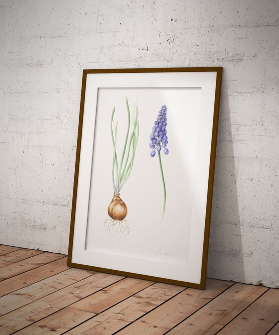 Spring Muscari Armeniacum