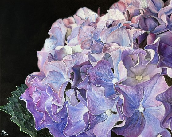 Hydrangea Nocturne
