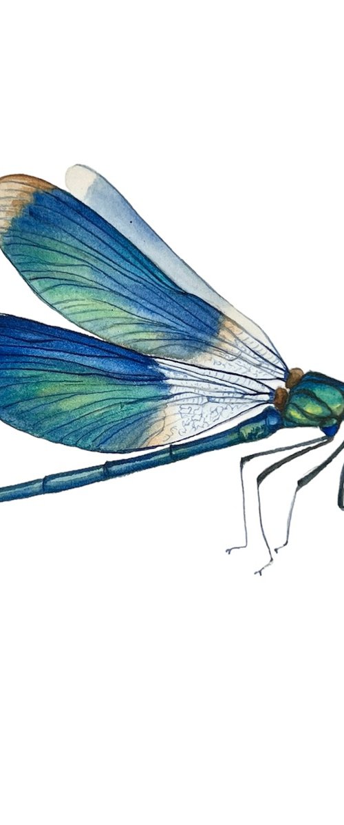 Blue dragonfly. by Nataliia Kupchyk