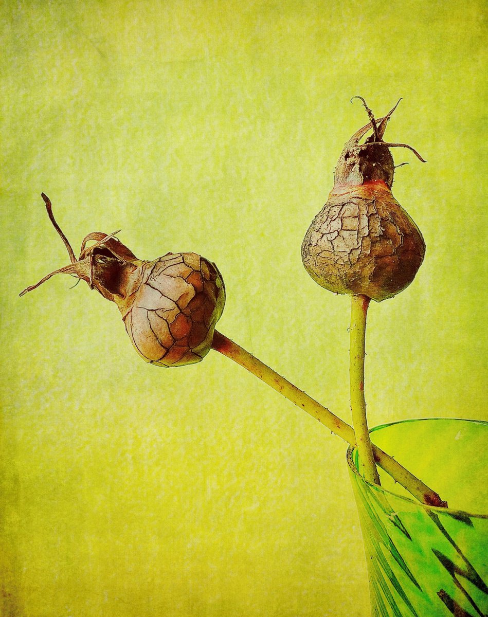 Expressive Botanical Photograph By Sarah Parsons, 12 X 15", Crackled Rose Hips, Original Artwork