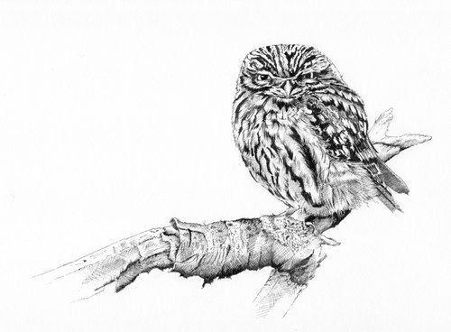 Perched Little Owl by Helen Inkles