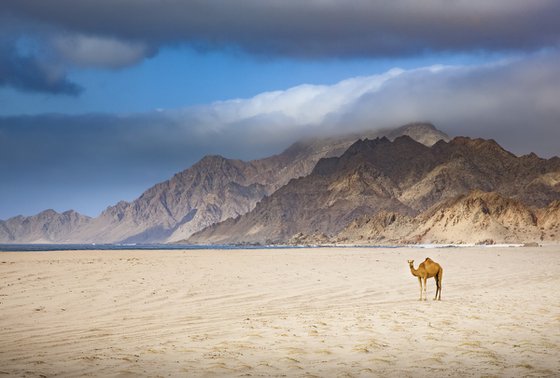 Between Storm and Sand