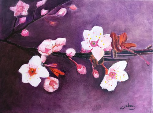 Cherry blossoms by Isabelle Lucas