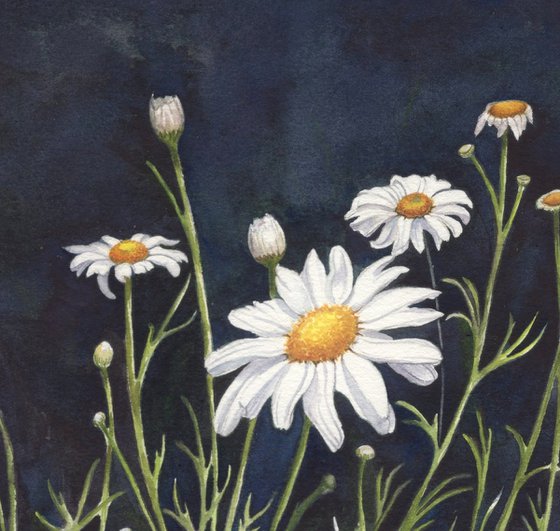 Chamomile Flowers
