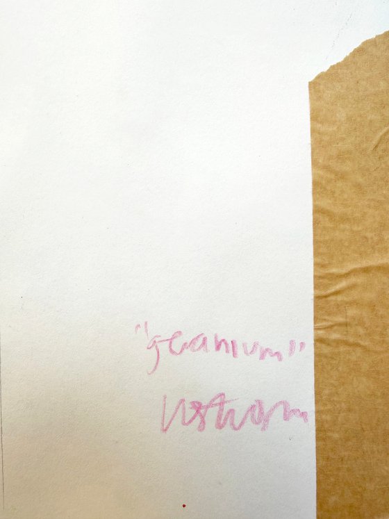 Geranium