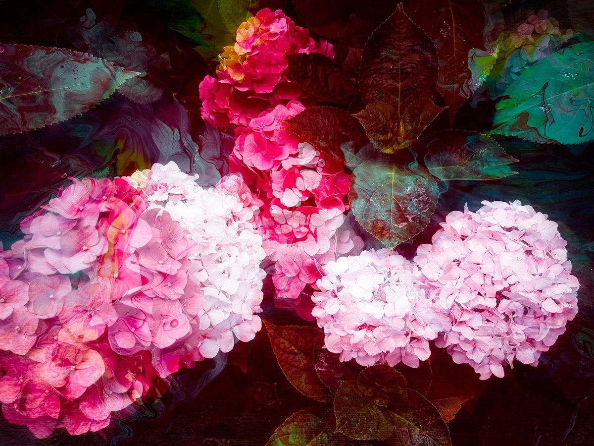 Impressionistic Botanical Photograph By Viet Ha Tran, 25 X 19", Hortensia Ii, Original Artwork