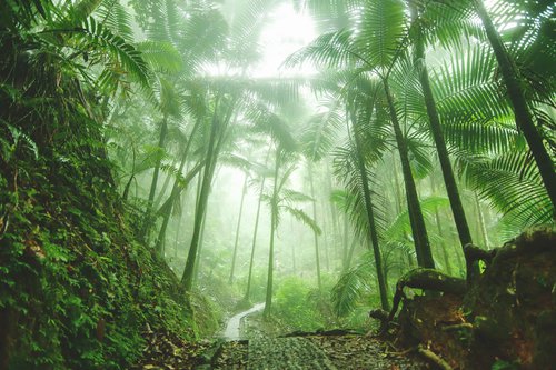 El Yunque Rain Forest by Emily Kent