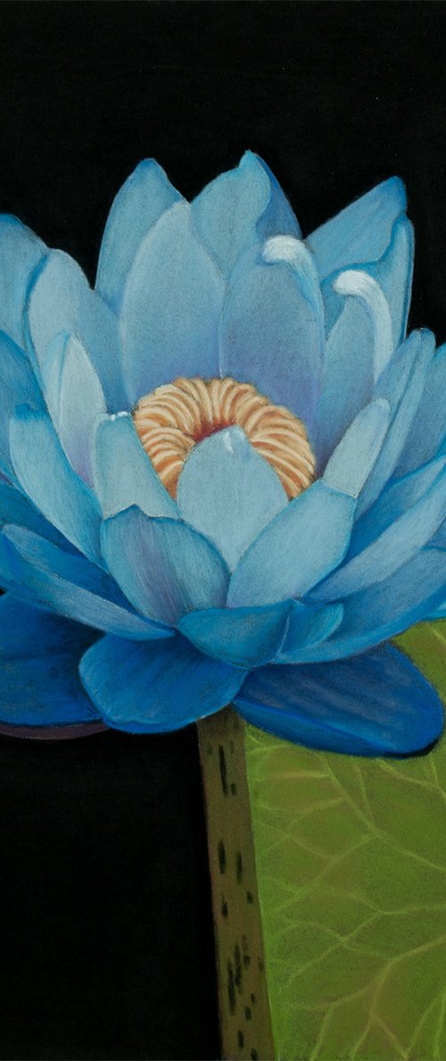 Blue Lotus by Dietrich Moravec