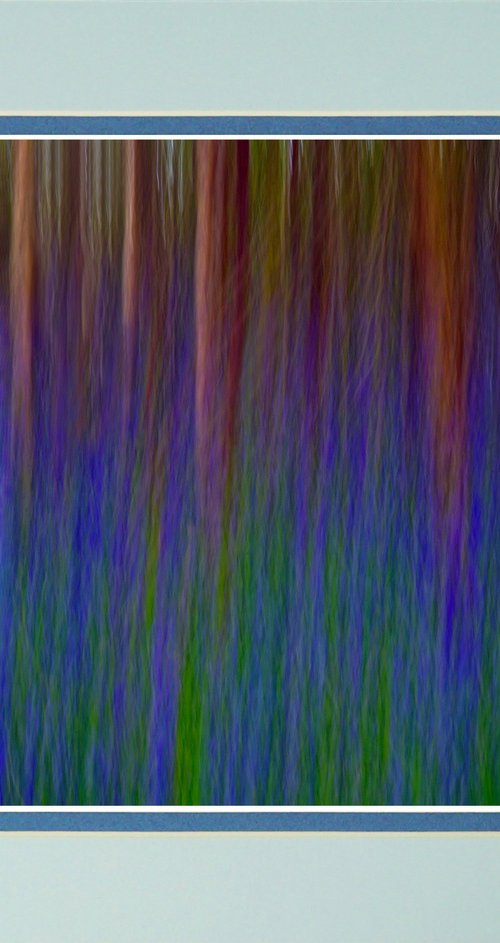 Bluebell Forest ICM by Robin Clarke