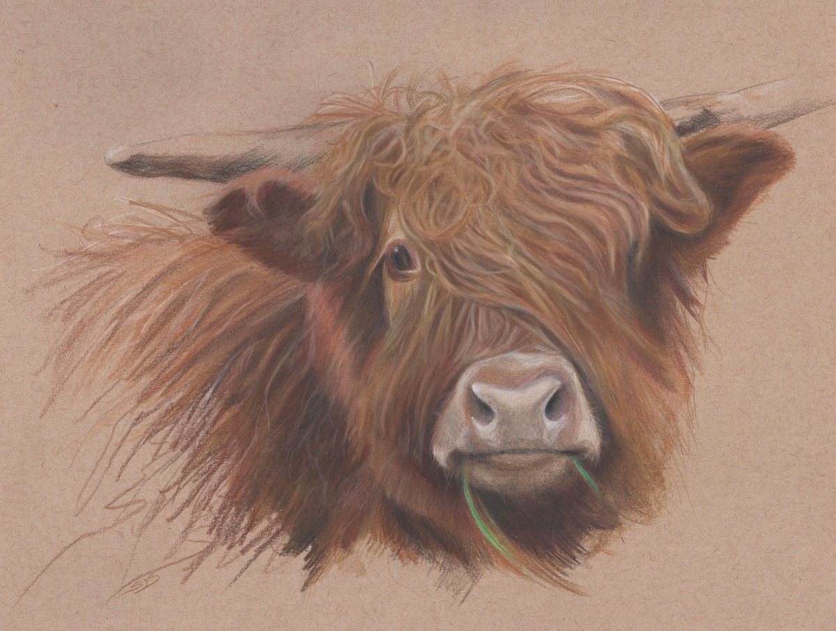 Photorealistic Pencil Drawing , Highlander By Sarah Stowe, 12 X 9, Artwork For Sale On Artfinder