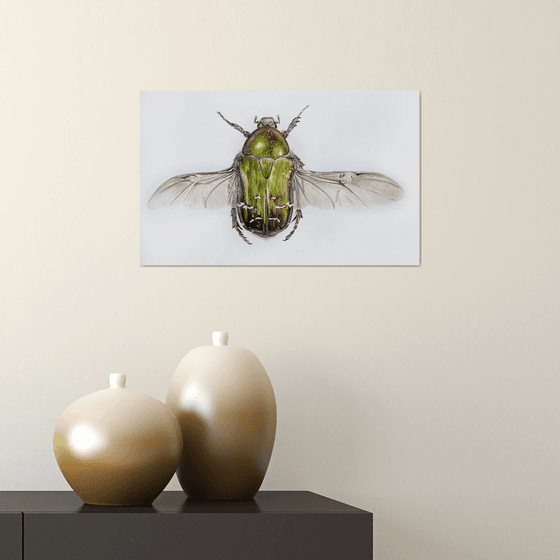 Shiny wings, Cetonia aurata green-yellow colored beetle with wings sparkles in the rays of light