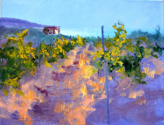Morning in a sunny vineyard