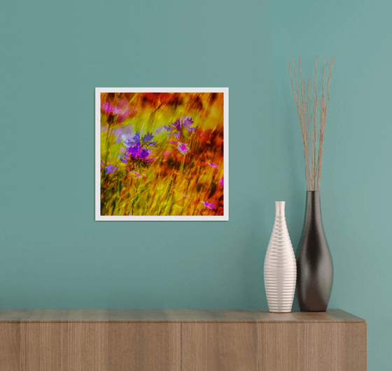 Summer Meadows #9. Limited Edition 1/25 12x12 inch Abstract Photographic Print.