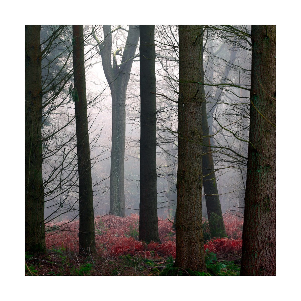 New Forest 2014-II by David Baker