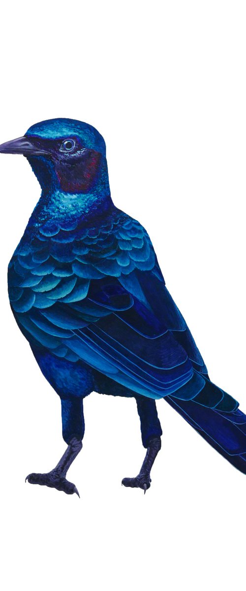 Shorty blue bird by Karina Danylchuk