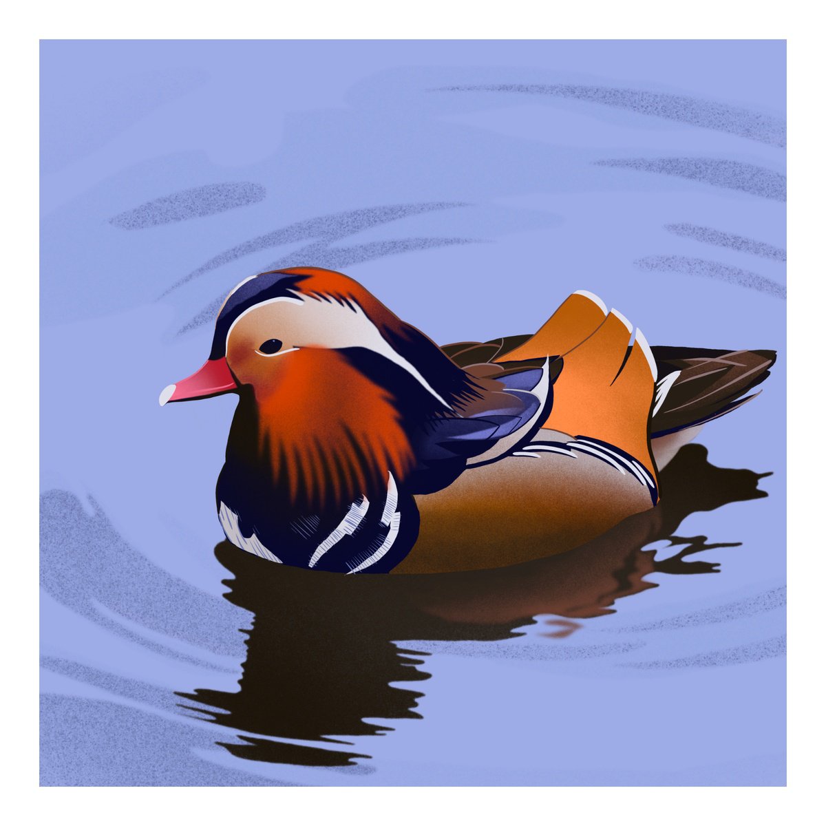 Mandarin Duck by Louis Savage