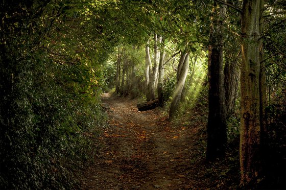 The Path to Flimwell