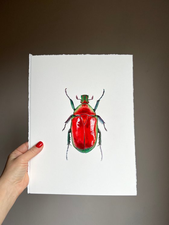 Red beetle. Original watercolour artwork.