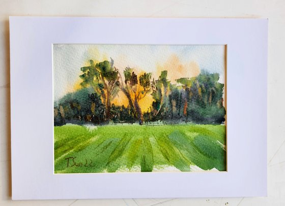 The sunset on the field, England