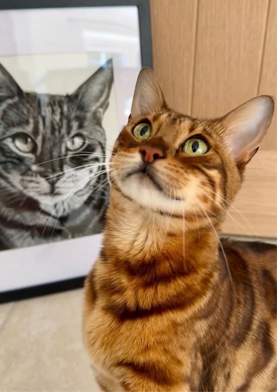Commissioned Pet Portrait A4