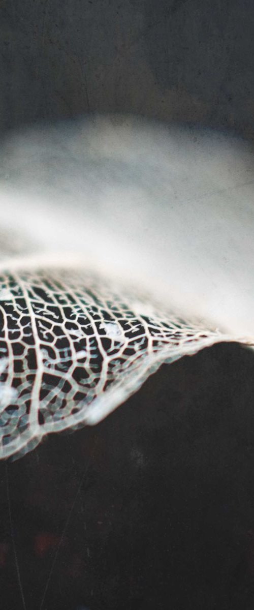 skeleton leaf abstract II by Emily Hughes