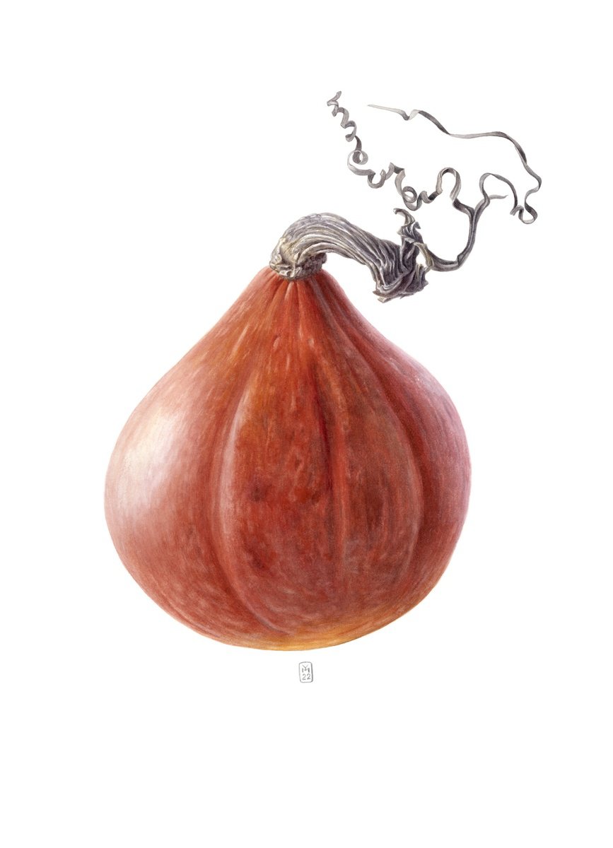 Photorealistic Botanical Watercolour By Yuliia Moiseieva, 15 X 21", Pumpkin Funny Tail, Original Artwork