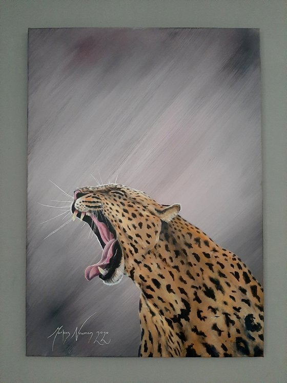 'Báo' leopard