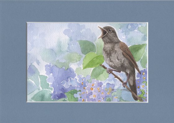 Spring is coming - Nightingale bird