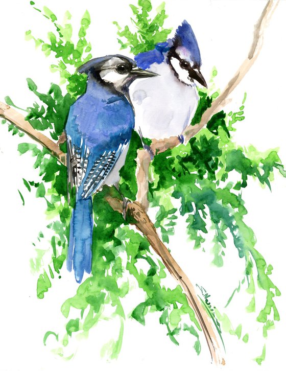 Blue Jay Birds