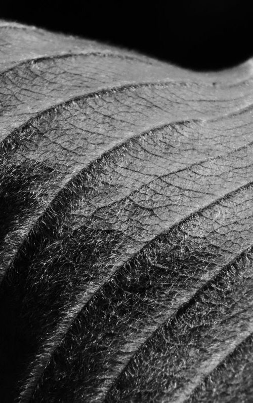 Leaf Veins VII [Framed; also available unframed] by Charles Brabin