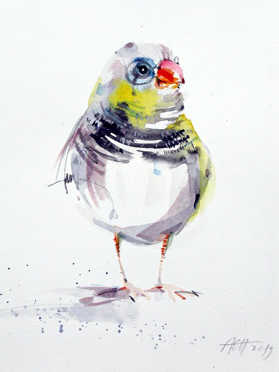 zebra finch illustration 2