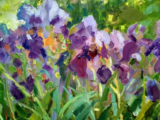 Irises